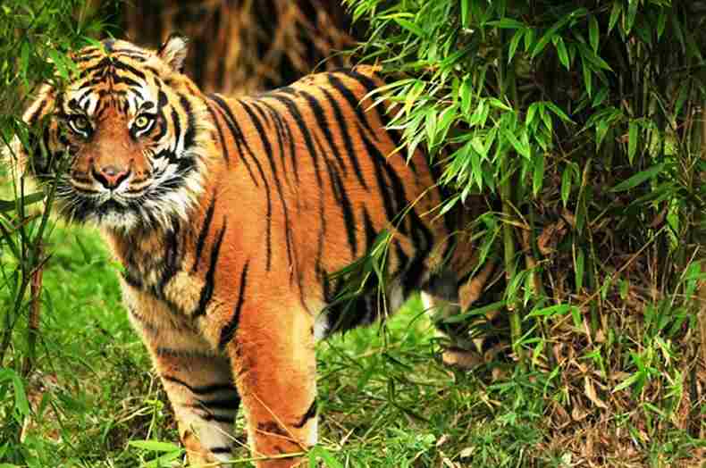 sundarban_coming